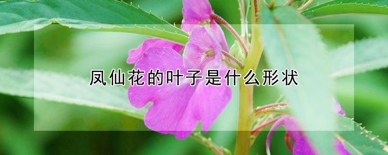 鳳仙花的葉子是什么形狀