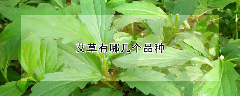 艾草有哪幾個品種