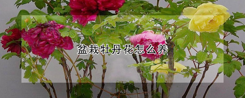 盆栽牡丹花怎么養(yǎng)