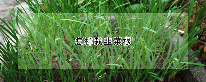 怎樣栽韭菜根