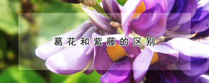 葛花和紫藤的區別