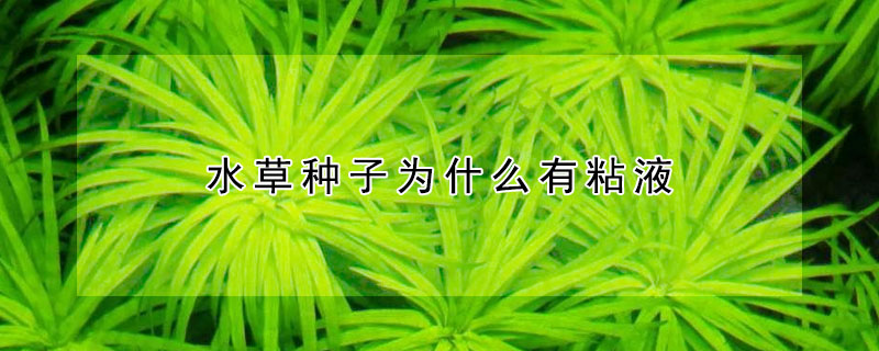 水草種子為什么有粘液