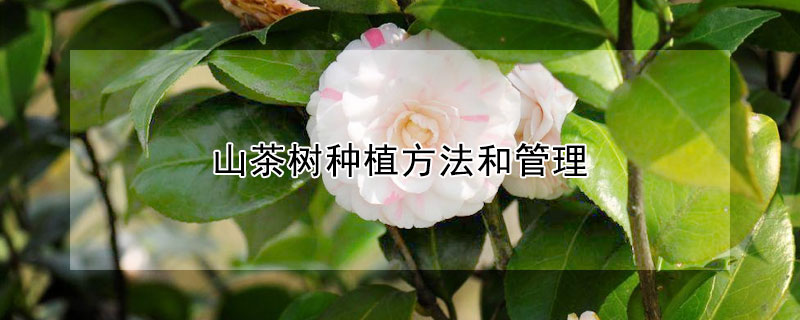 山茶樹種植方法和管理