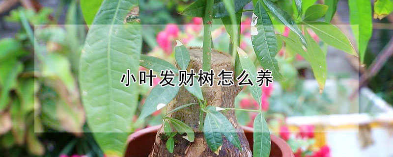 小葉發(fā)財樹怎么養(yǎng)