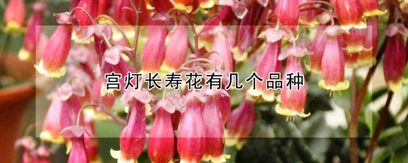 宮燈長壽花有幾個品種