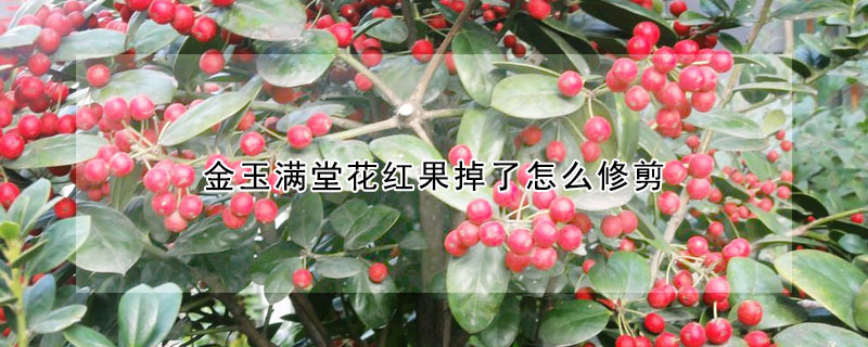 金玉滿堂花紅果掉了怎么修剪