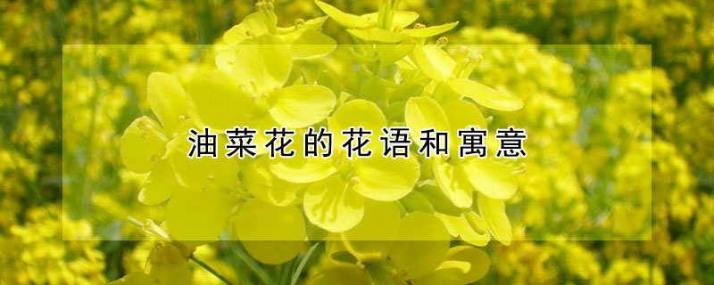 油菜花的花語和寓意