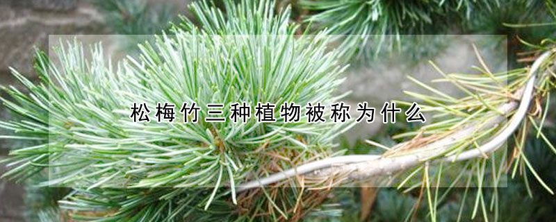 松梅竹三種植物被稱為什么