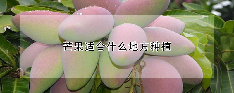 芒果適合什么地方種植