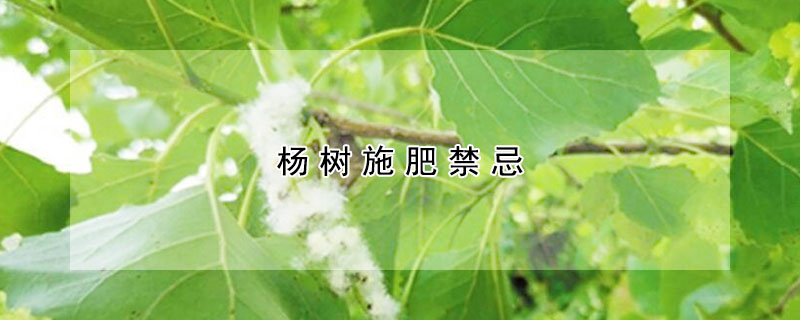 楊樹施肥禁忌