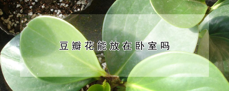 豆瓣花能放在臥室嗎