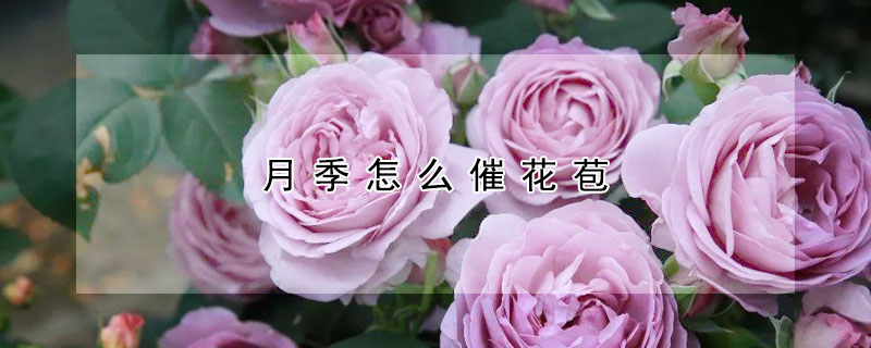 月季怎么催花苞