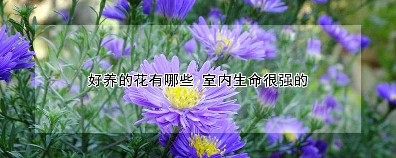 好養(yǎng)的花有哪些 室內(nèi)生命很強(qiáng)的