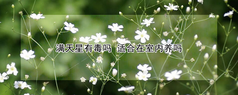 滿天星有毒嗎 適合在室內(nèi)養(yǎng)嗎