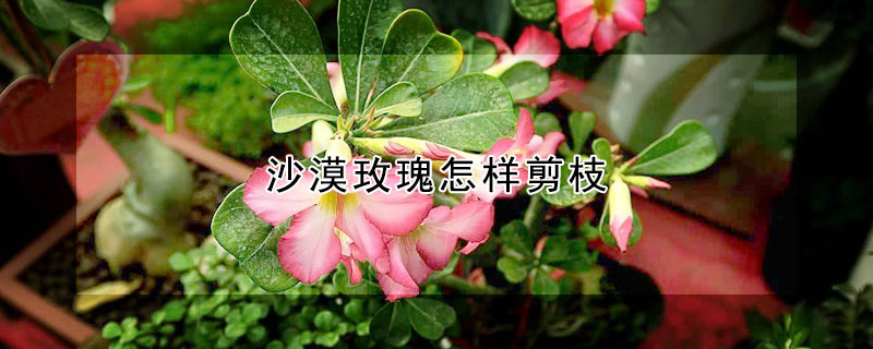 沙漠玫瑰怎樣剪枝