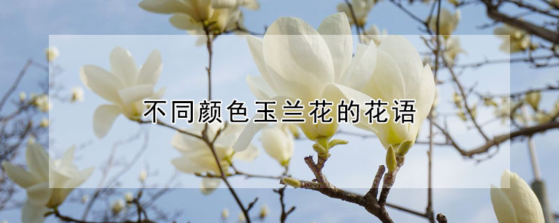 不同顏色玉蘭花的花語