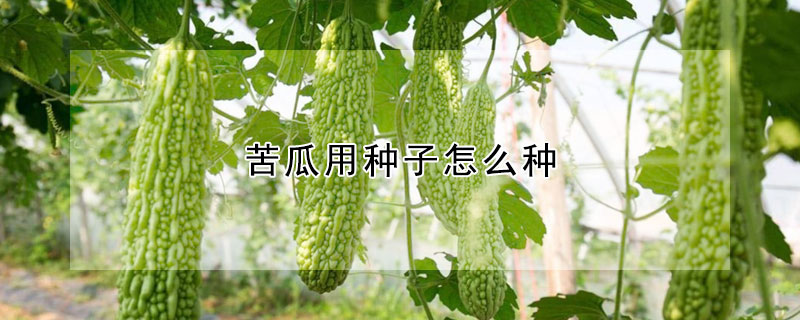 苦瓜用種子怎么種