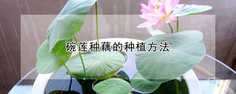 碗蓮種藕的種植方法