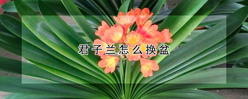 君子蘭怎么換盆