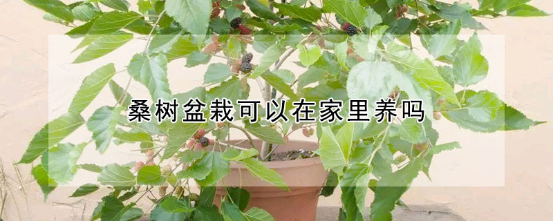 桑樹盆栽可以在家里養嗎