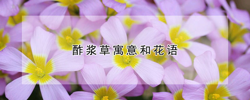 酢漿草寓意和花語