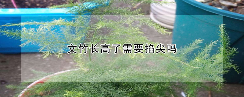 文竹長高了需要掐尖嗎