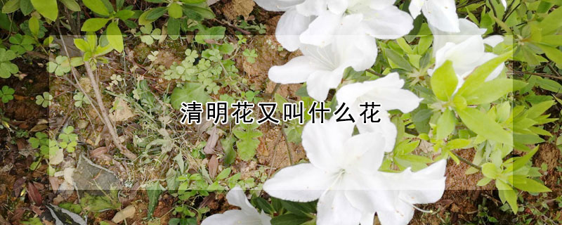 清明花又叫什么花