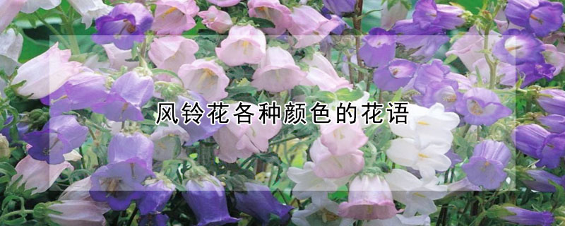 風鈴花各種顏色的花語