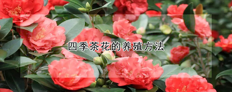 四季茶花的養(yǎng)殖方法