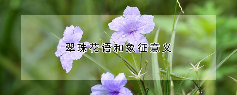 翠珠花語和象征意義