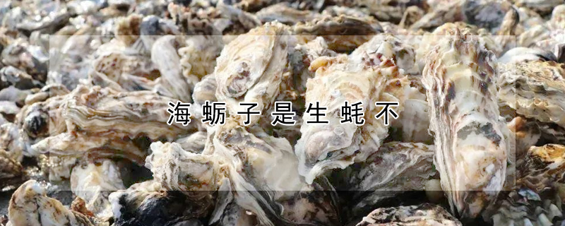 海蠣子是生蠔不