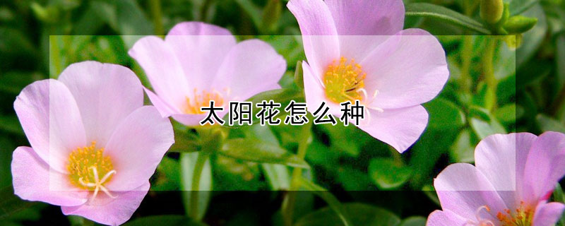 太陽花怎么種