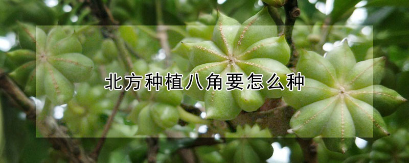 北方種植八角要怎么種