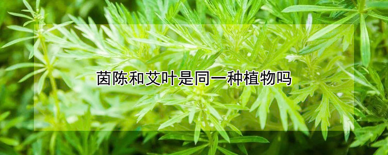 茵陳和艾葉是同一種植物嗎