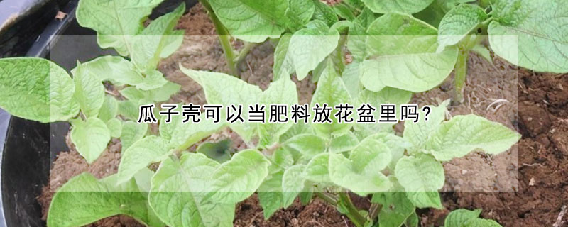 瓜子殼可以當肥料放花盆里嗎?