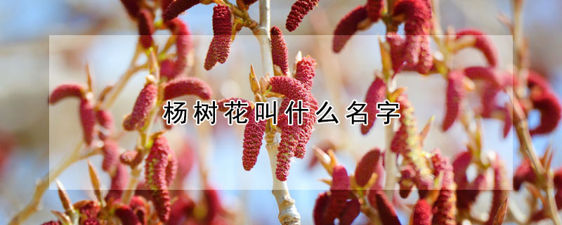 楊樹花叫什么名字