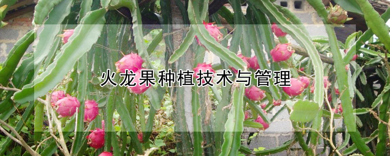 火龍果種植技術(shù)與管理