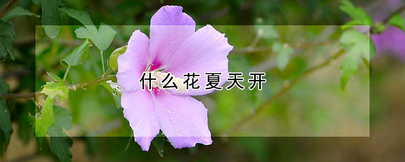 什么花夏天開