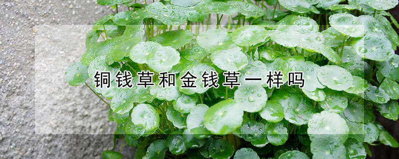 銅錢草和金錢草一樣嗎