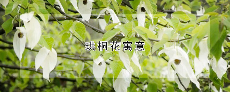 珙桐花寓意