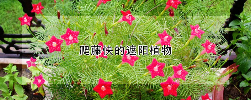 爬藤快的遮陽(yáng)植物