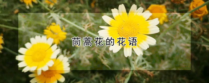 茼蒿花的花語(yǔ)