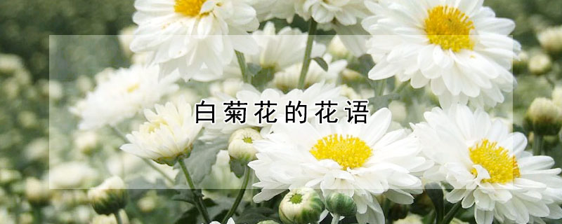 白菊花的花語(yǔ)