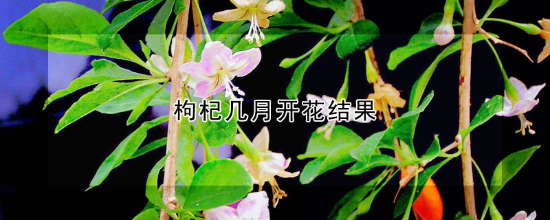 枸杞幾月開(kāi)花結(jié)果