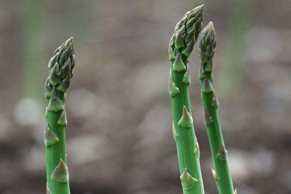 蘆筍種植方法