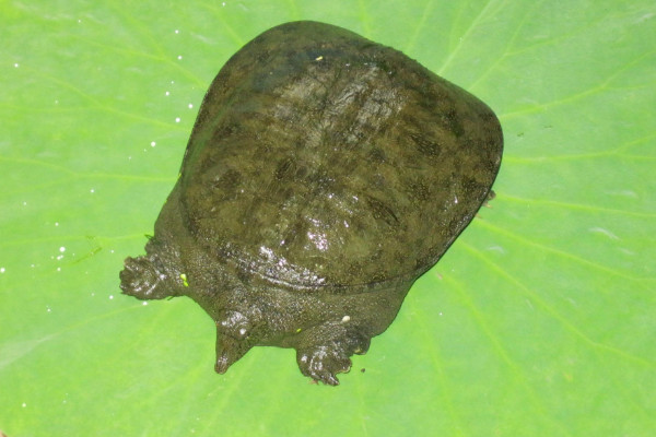 養甲魚水要多深