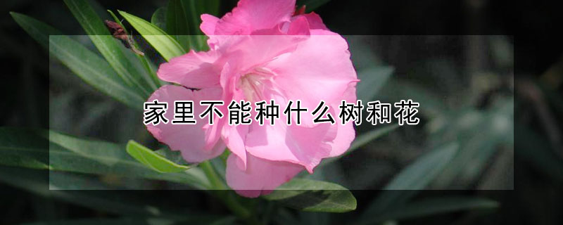 家里不能種什么樹和花