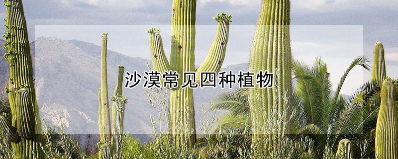 沙漠常見四種植物