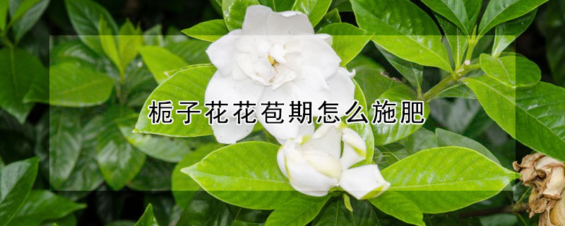 梔子花花苞期怎么施肥