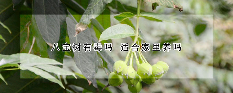 八寶樹有毒嗎 適合家里養嗎